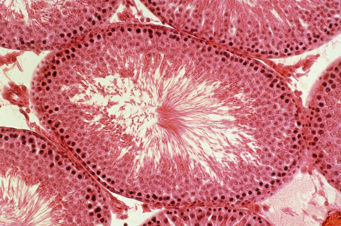 Light micrograph of a rat testis