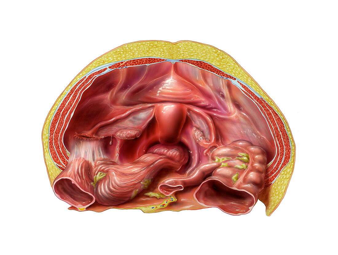 Female urogenital anatomy