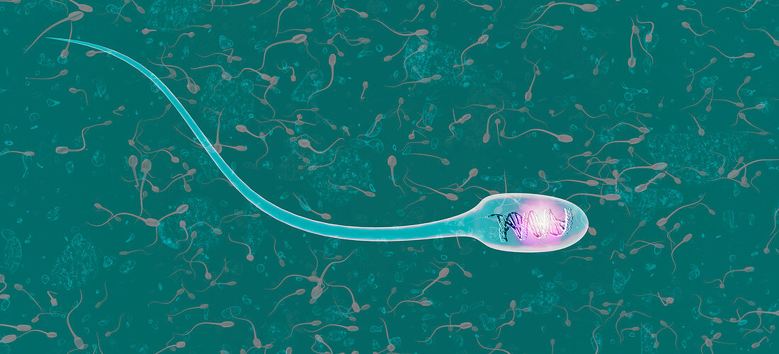DNA within sperm