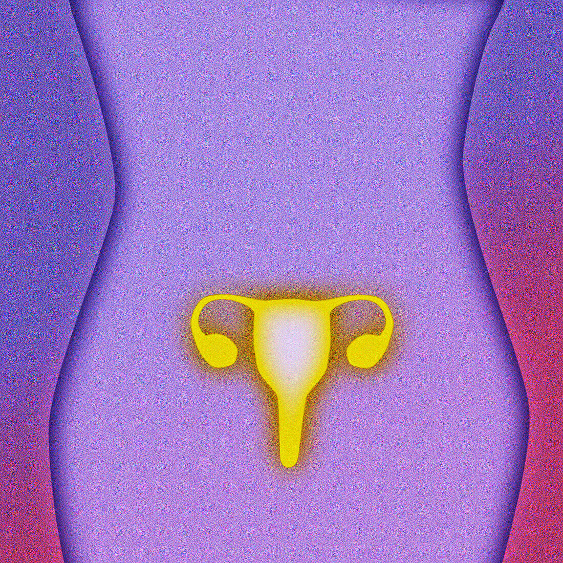 Computer artwork of the female reproductive system