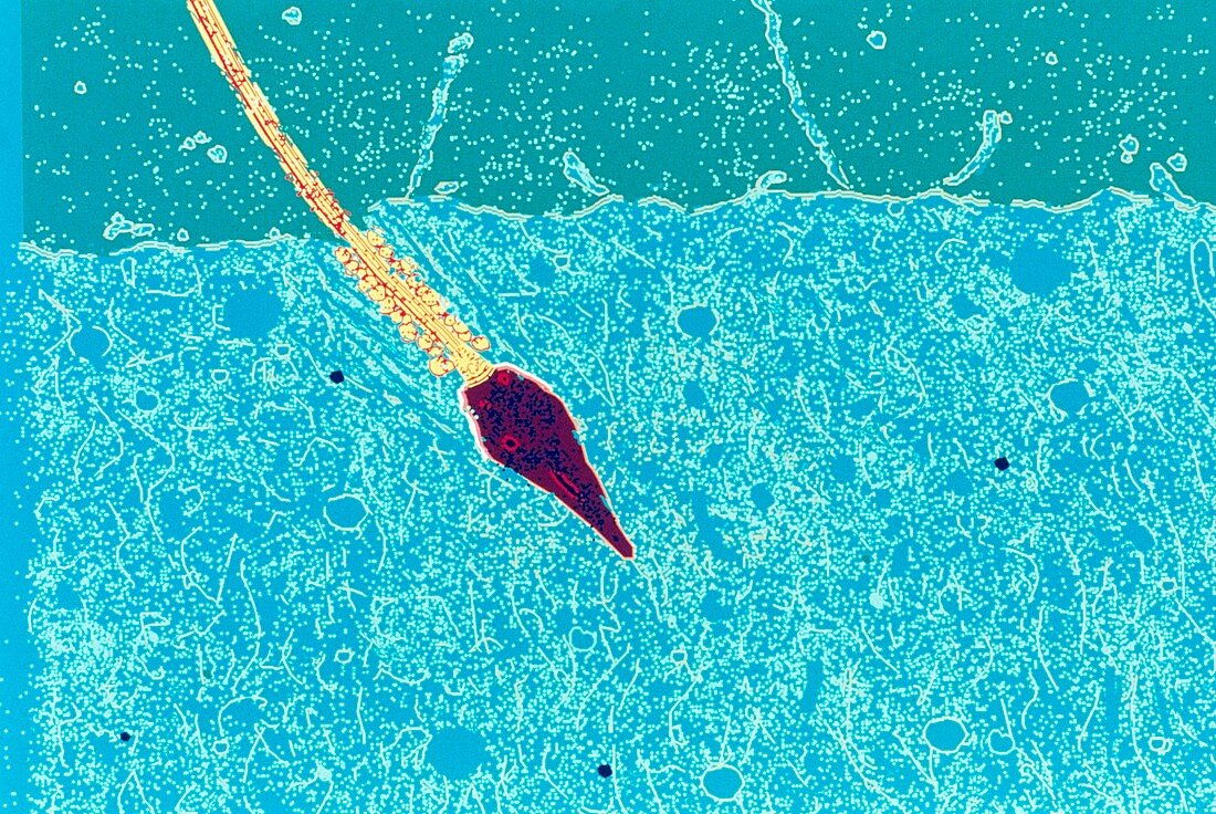 False col TEM of an ovum during fertilisation