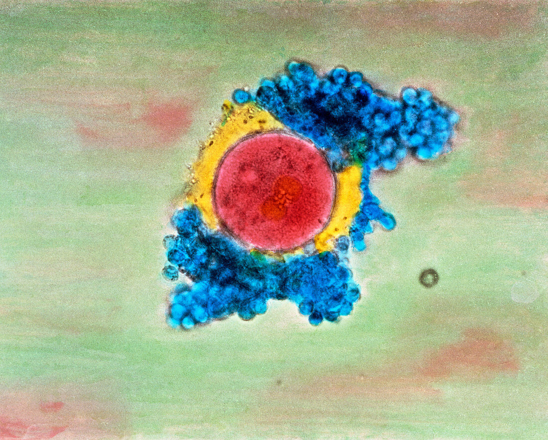 Coloured LM of a fertilised human egg 4 hours old