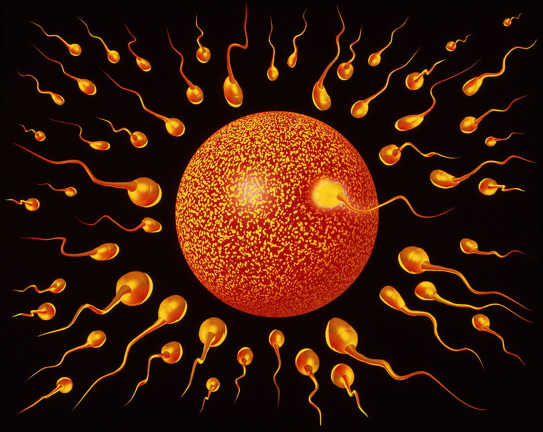 Sperm fertilising egg