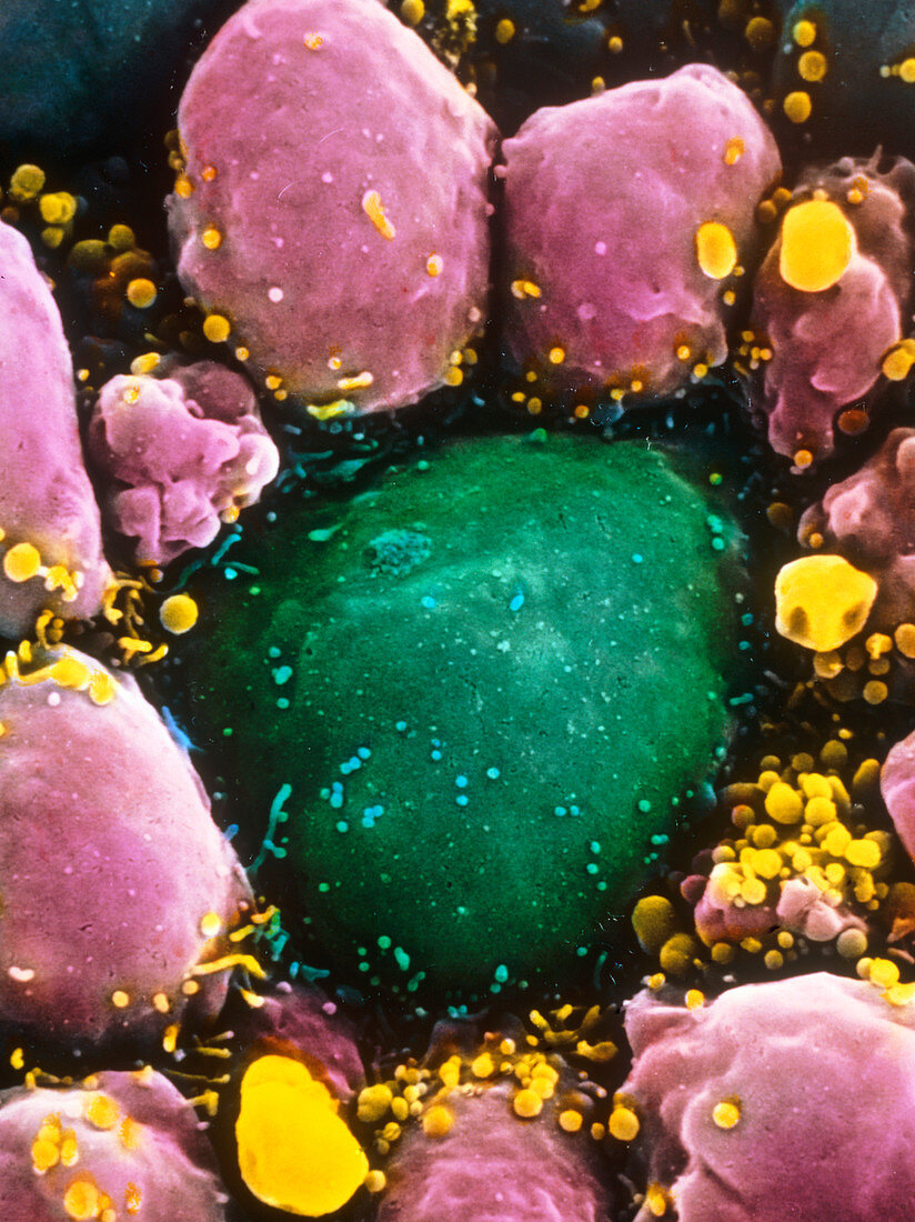 False-colour SEM of a primordial germ cell