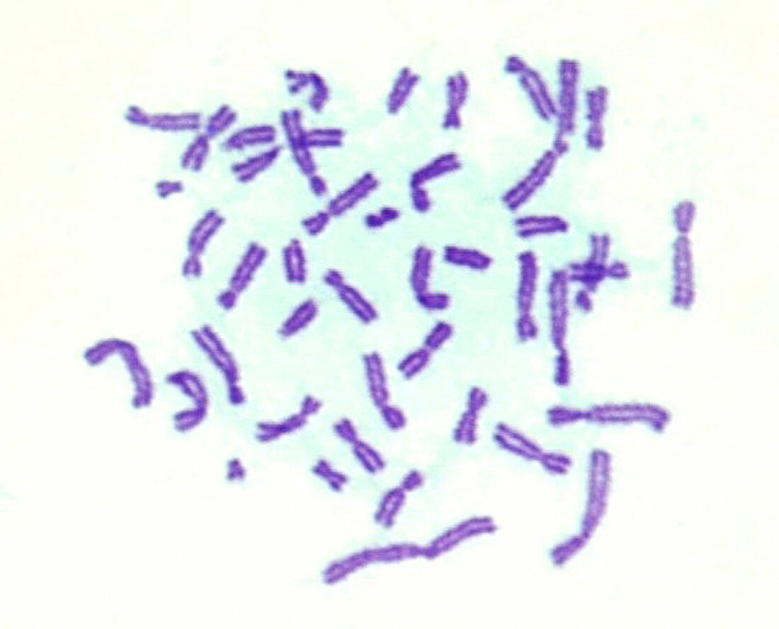 Hamster chromosomes