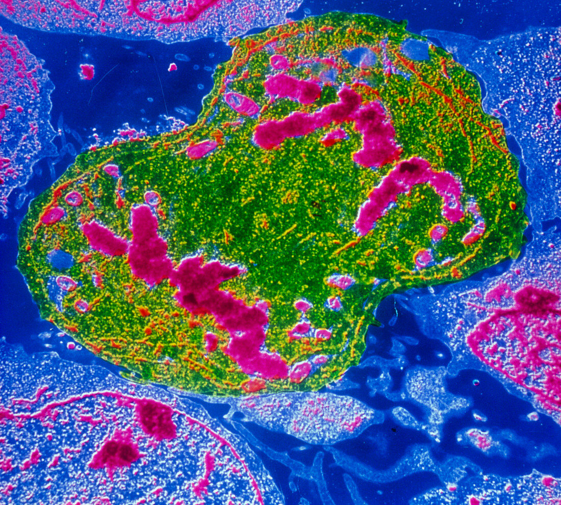 False-colour TEM of lymphocyte undergoing mitosis