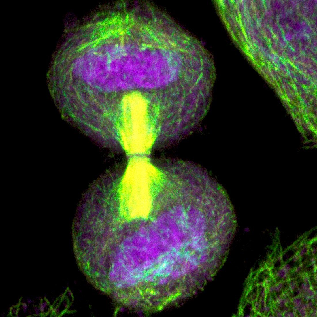 HeLa cell division,light micrograph