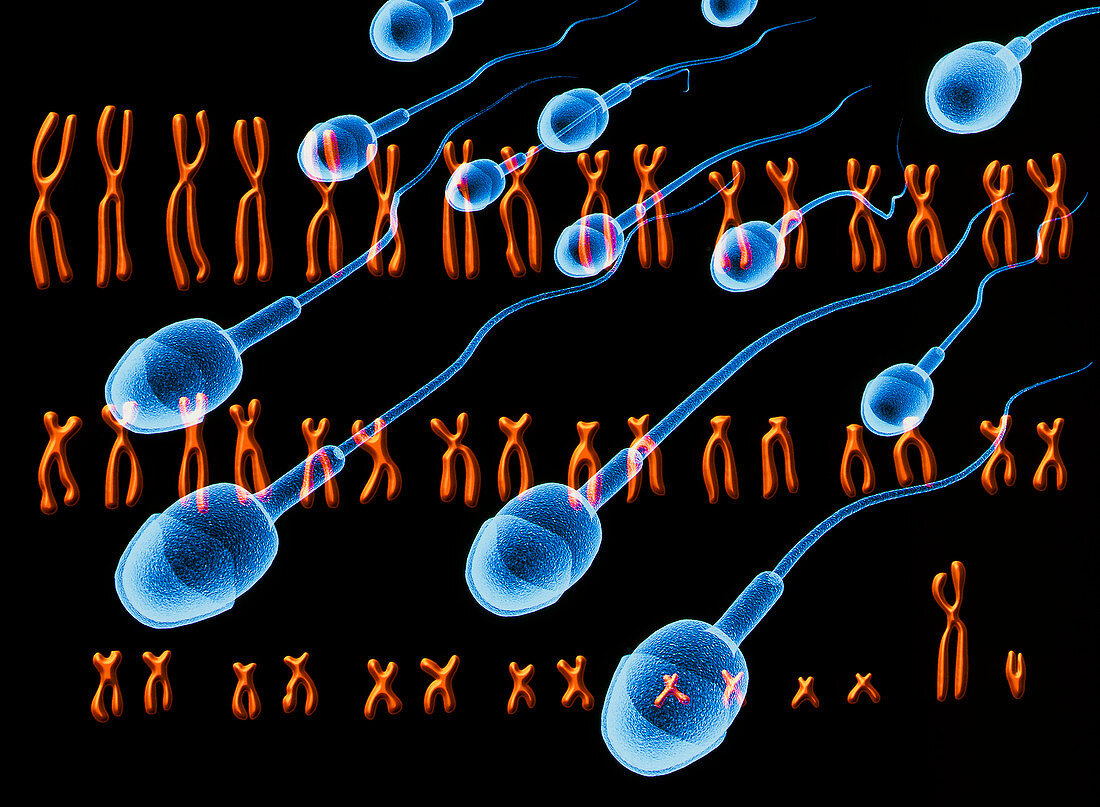 Male chromosomes