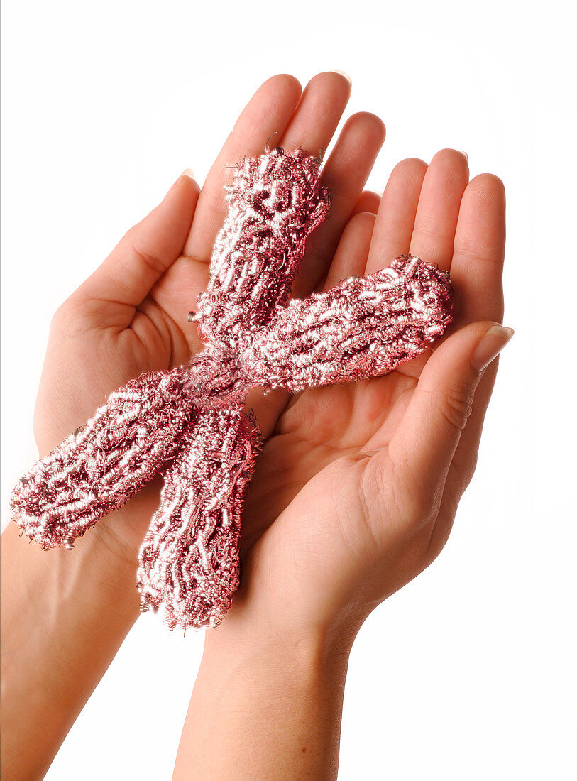 Chromosome held in hands