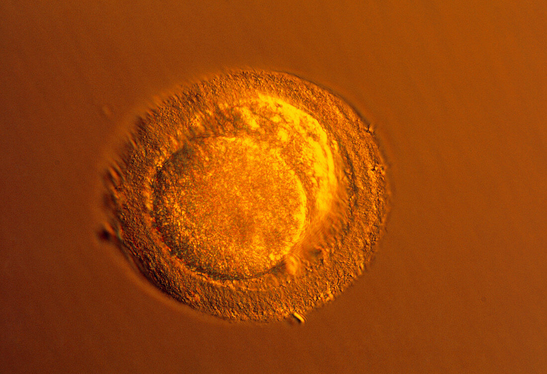LM of blastomeres of a two-cell embryo