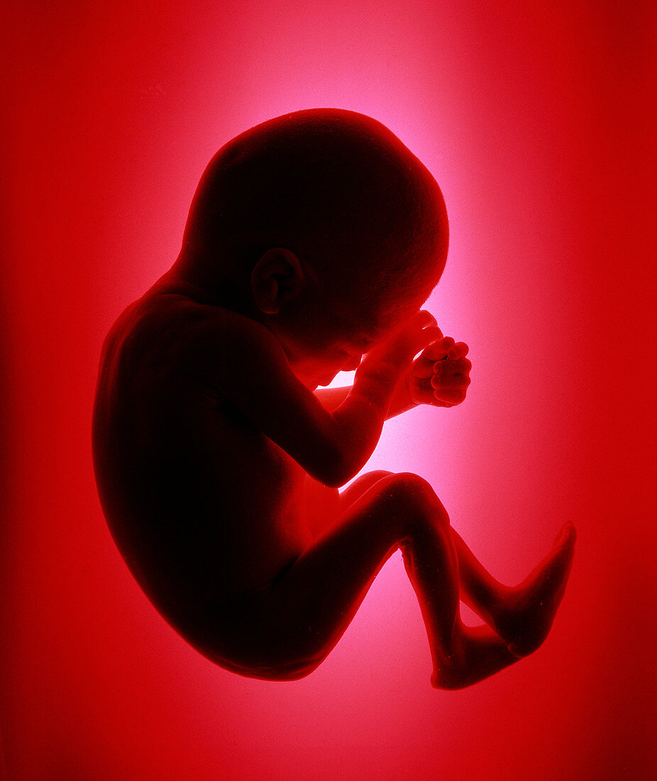 Five months foetus