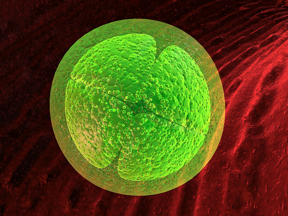 Four-cell embryo,computer artwork