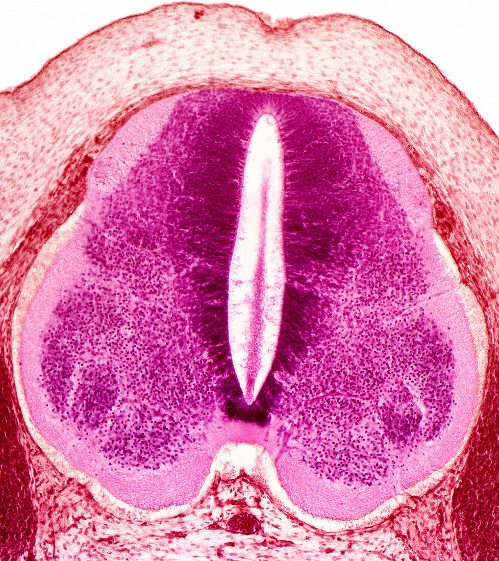 Embryo spinal cord,light micrograph