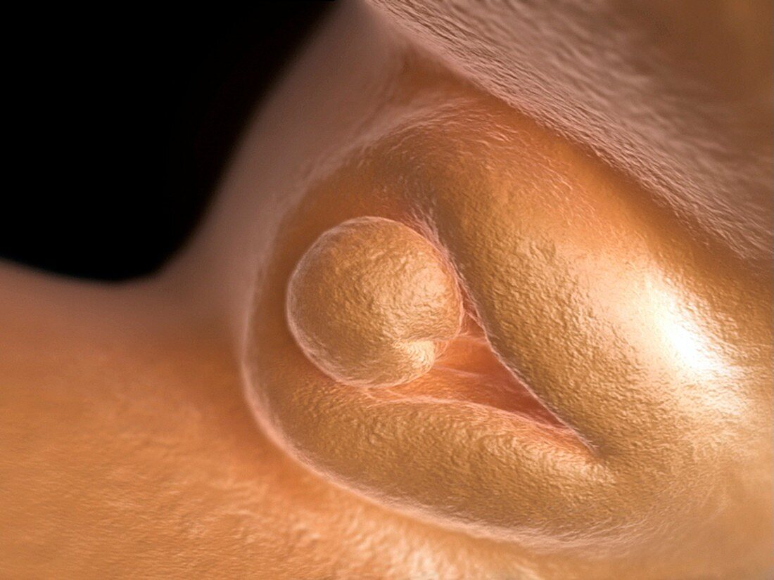 Female foetal development,artwork