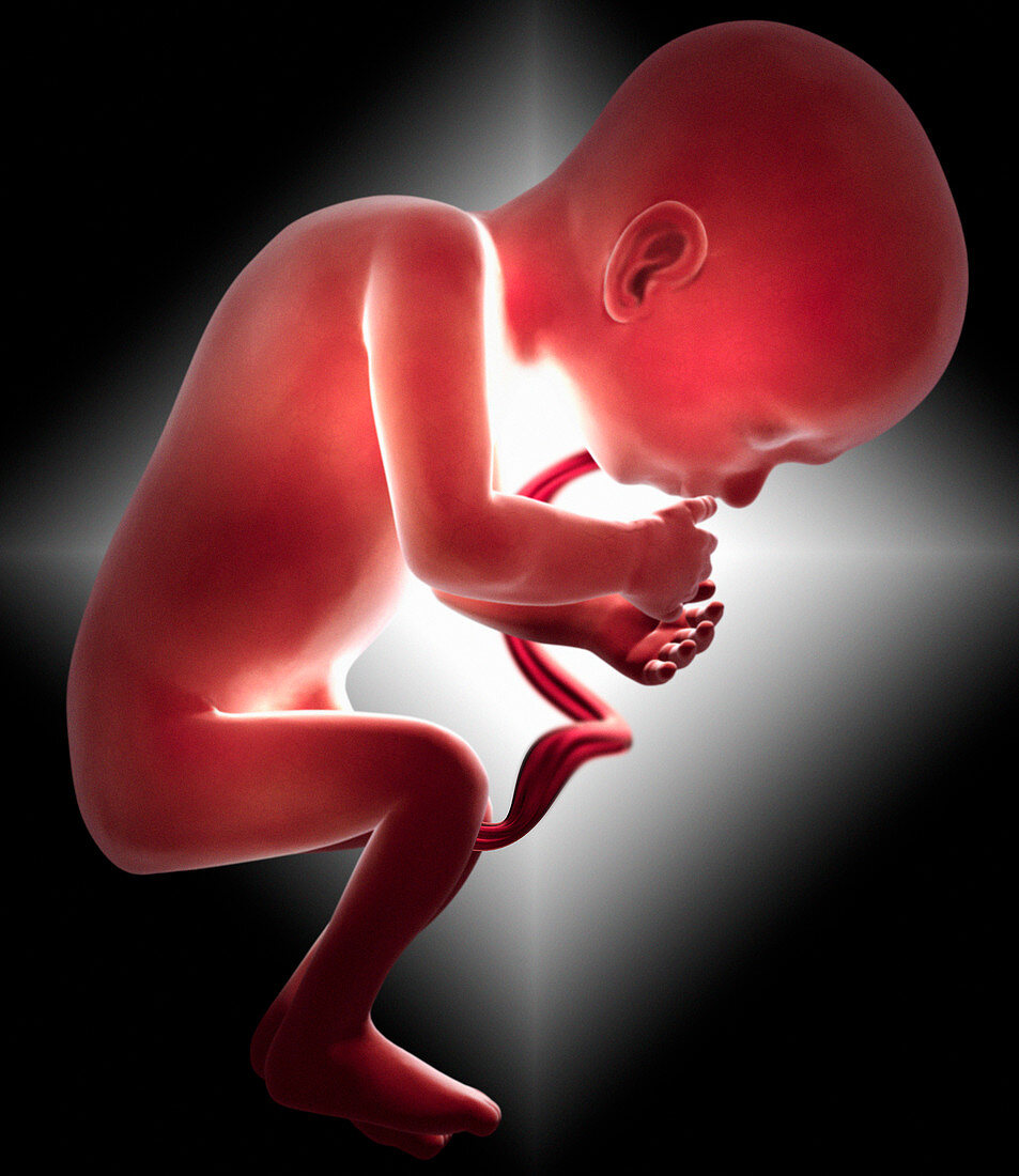 Foetus,computer artwork