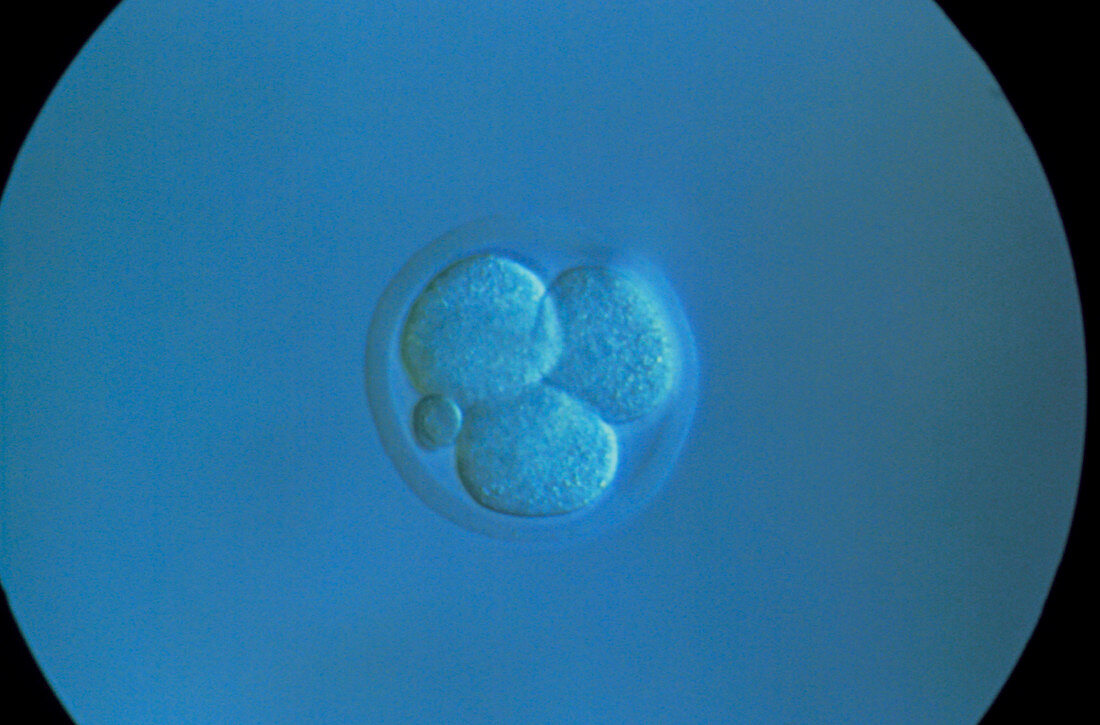 The embryo of a mouse at the four-cell stage