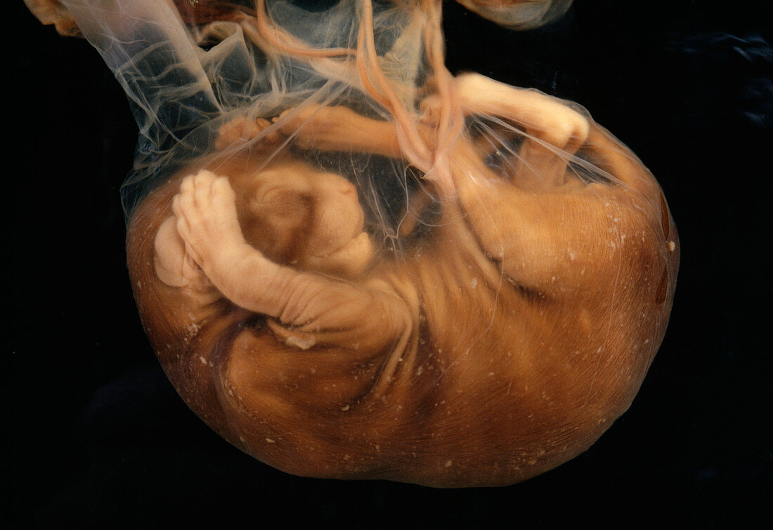 Cat foetus