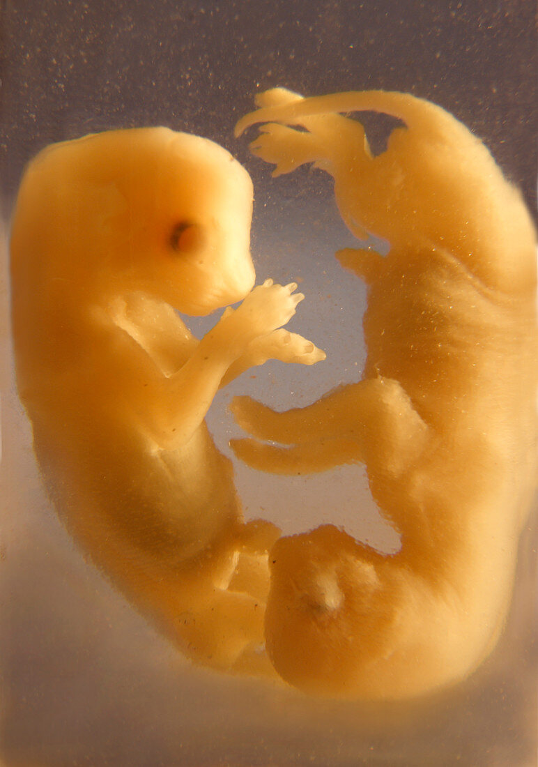Cat foetuses