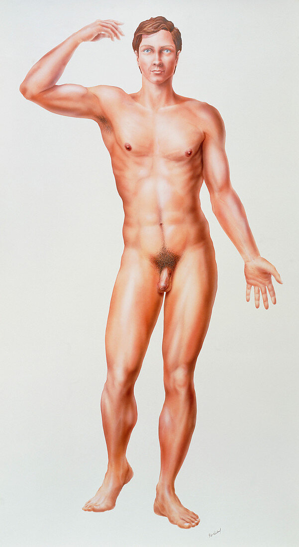 Artwork of a full-length male anatomical figure