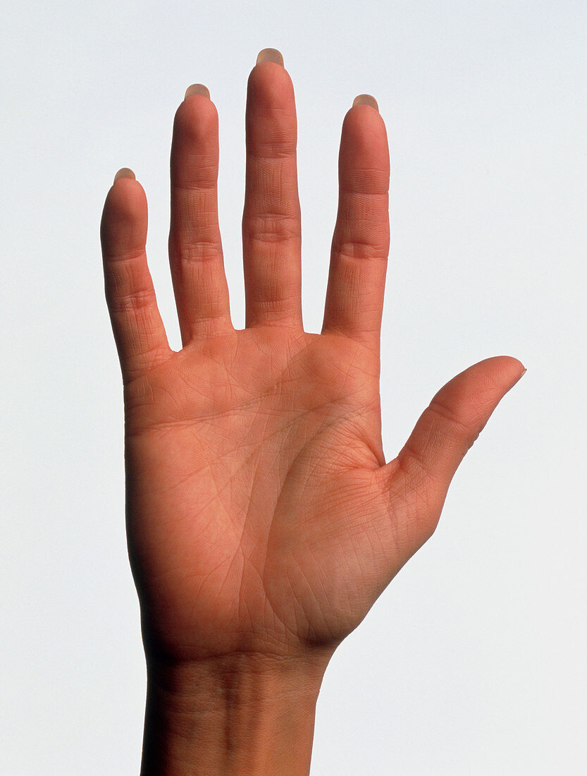 Hand of a woman seen palm-up with fingers straight