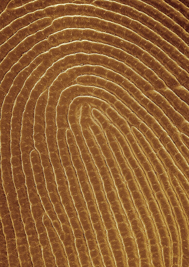 Human fingerprint,SEM