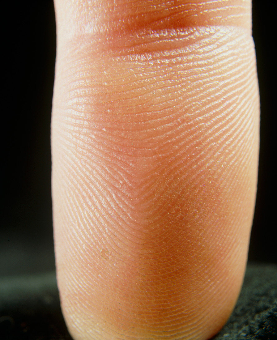 Close-up of the skin surface of index finger