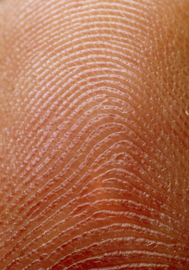 Macrophoto of index finger showing fingerprint