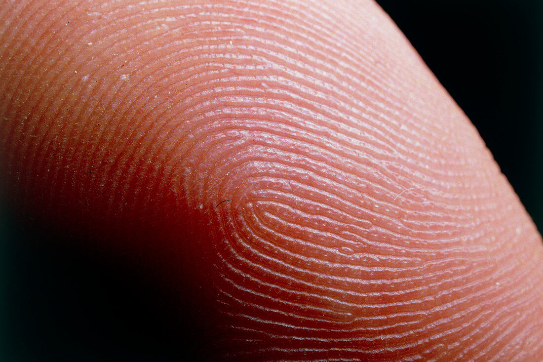 Fingerprint skin ridges