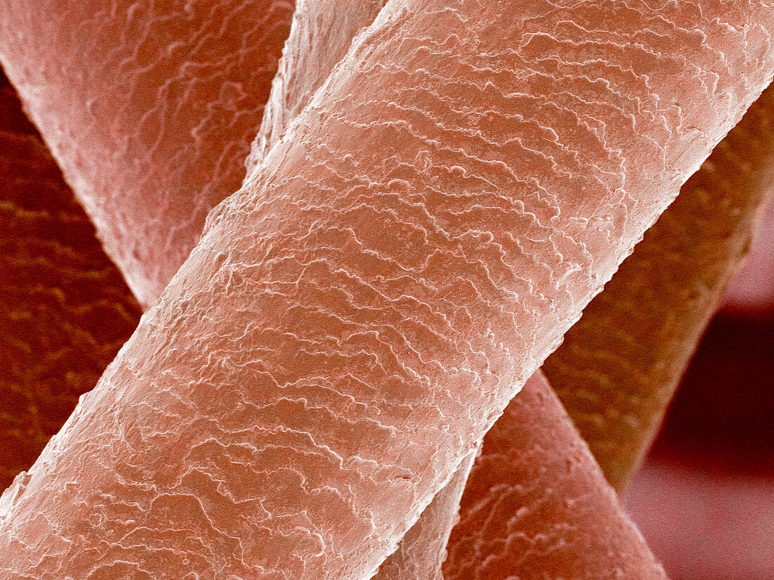 Human hairs,SEM