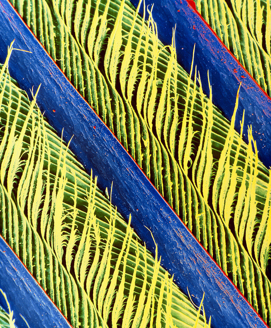 False-colour SEM of a magpie's feather