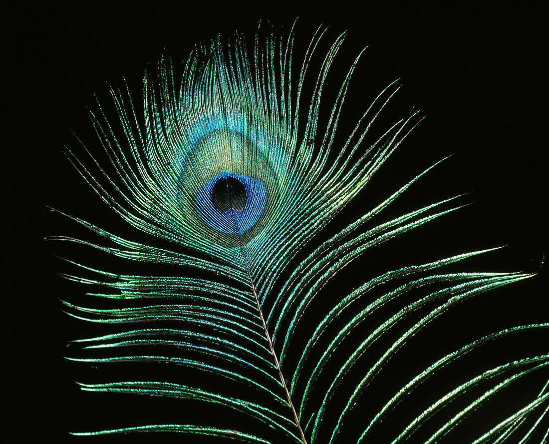 Eye on peacock's (Pavo cristatus) display feather