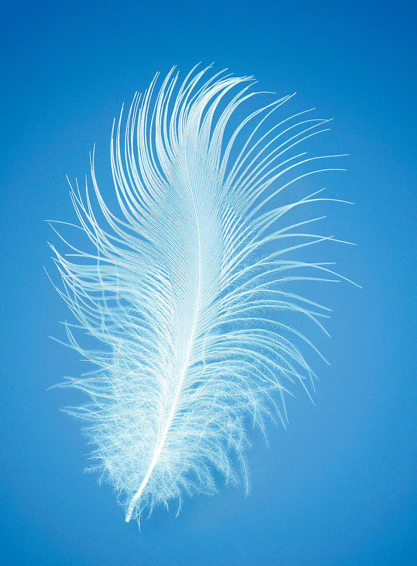 Bird feather