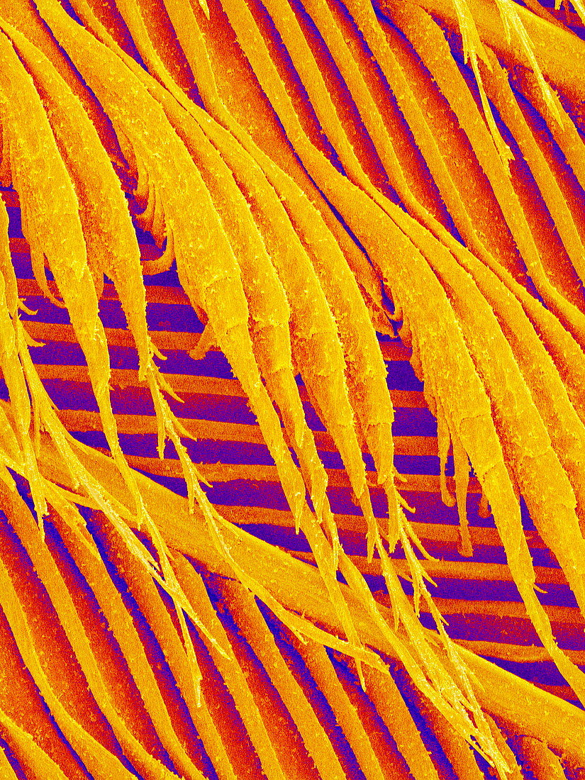 Pigeon feather,SEM