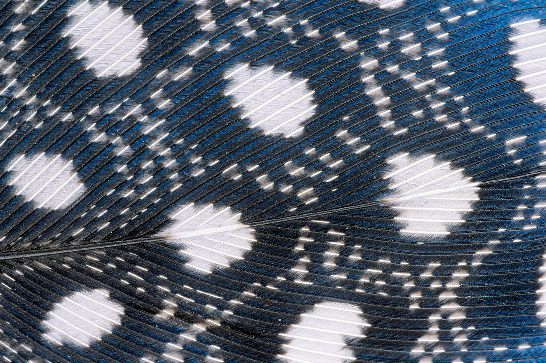 Guinea fowl feather