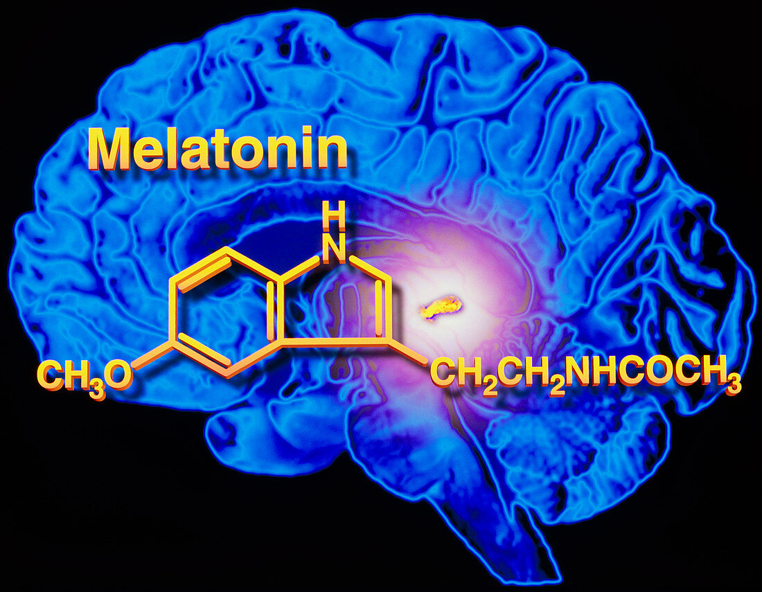Artwork of melatonin secretion by pineal gland