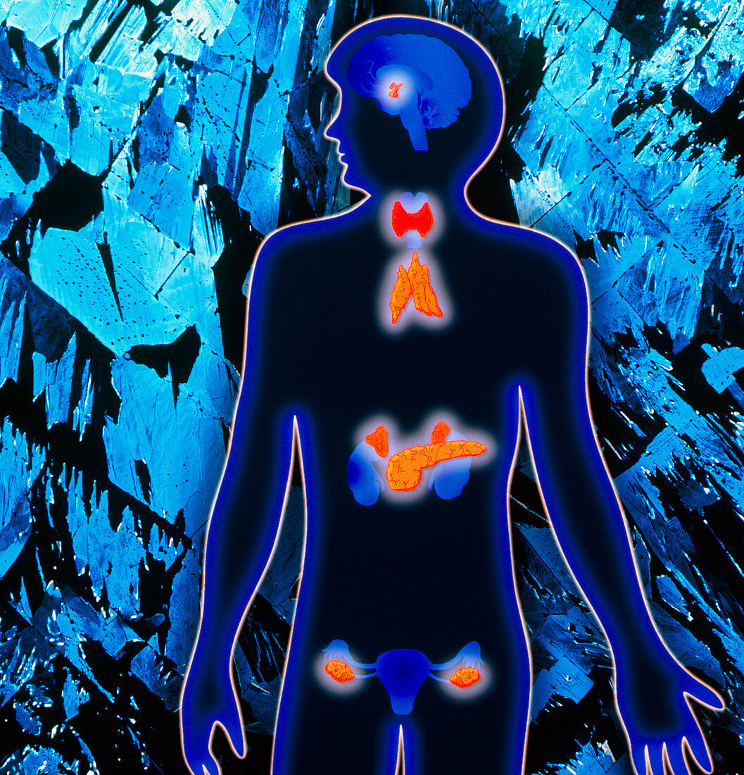 Woman's outline showing endocrine & thymus glands