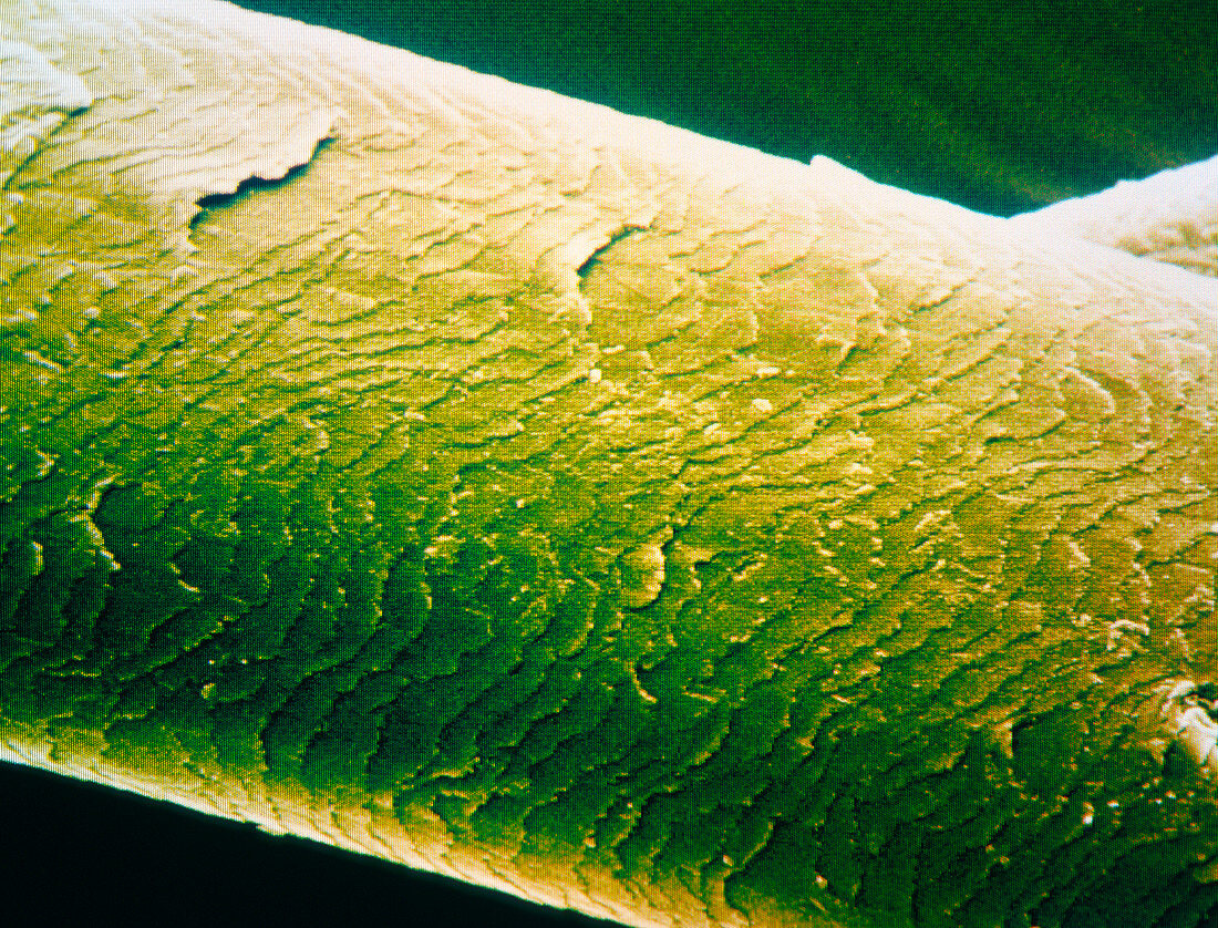 F/colour SEM of the surface of a human hair