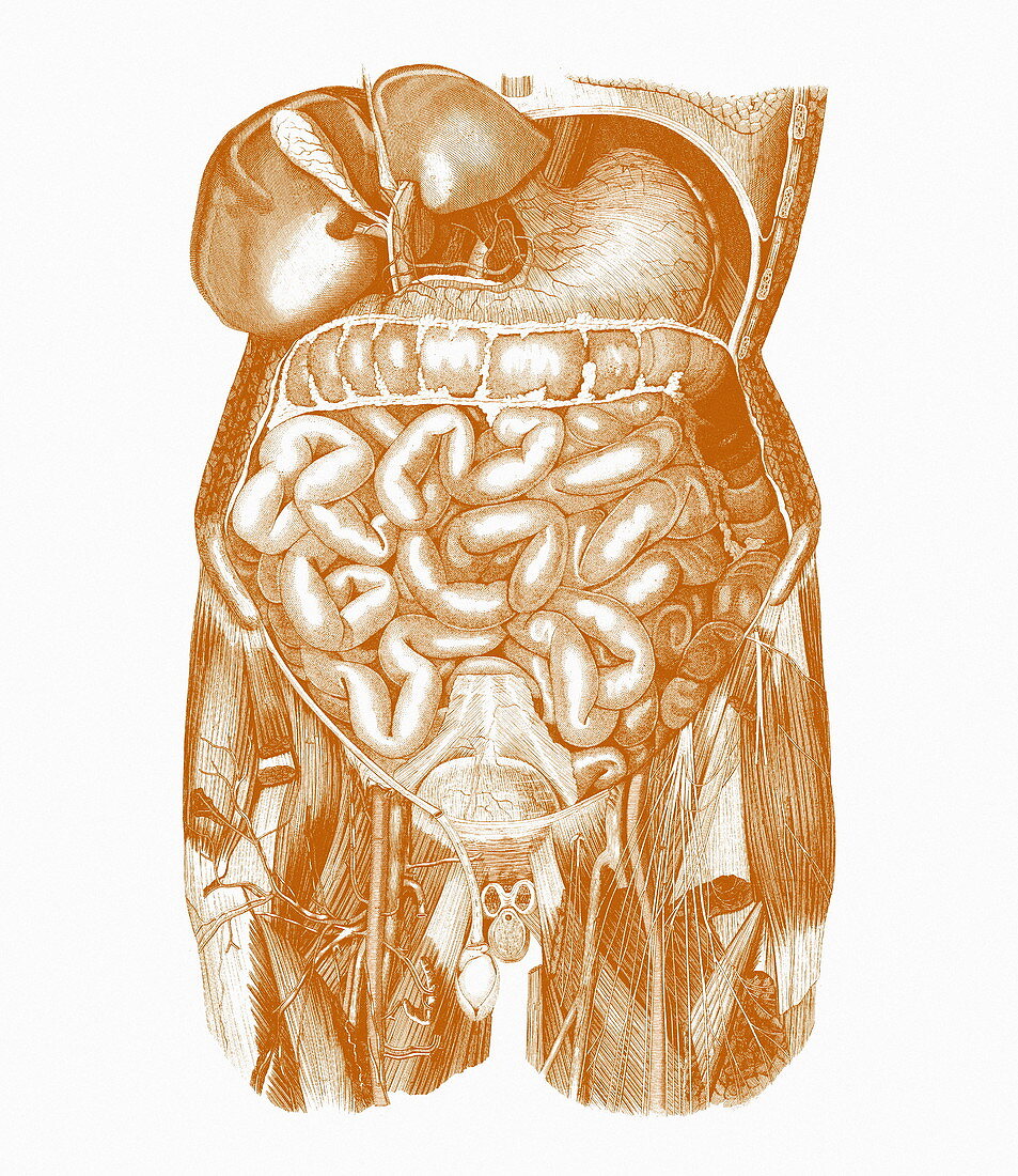 Digestive system