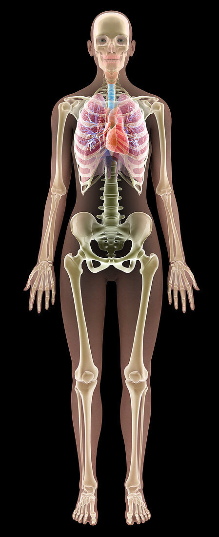 Female anatomy,computer artwork