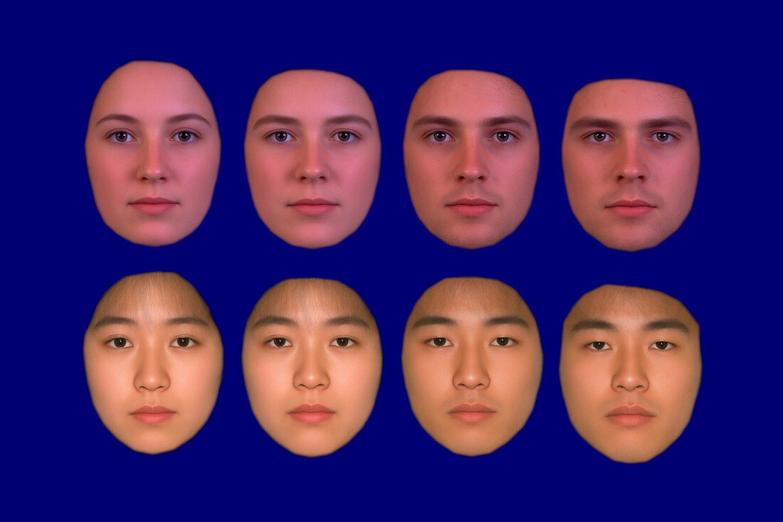 Male and female Japanese and Caucasian face types