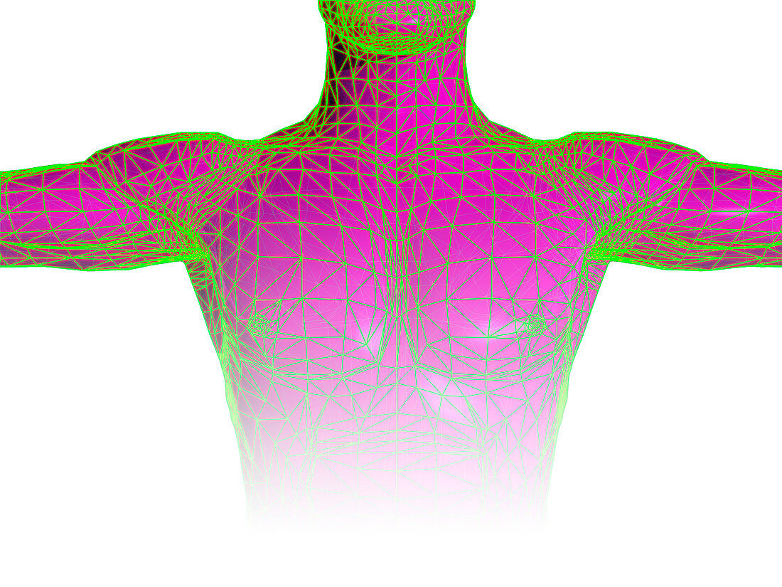 Male torso body map