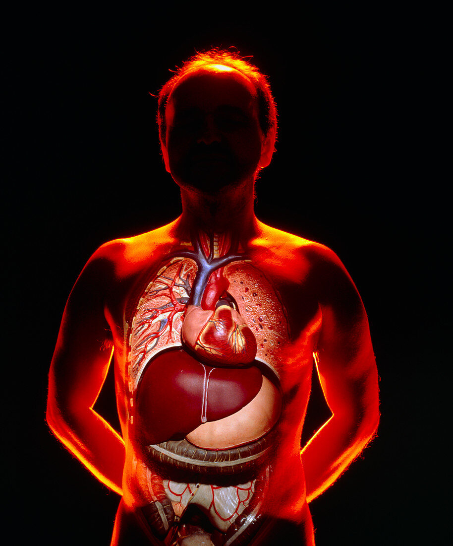 Model of viscera superimposed over human body