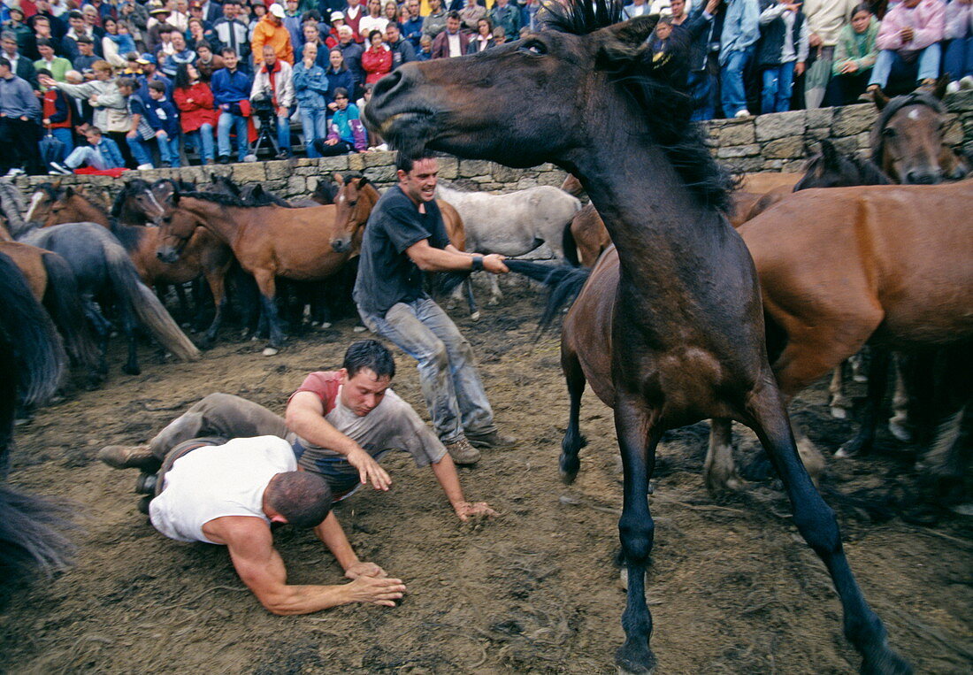 Men wrestling a wild horse