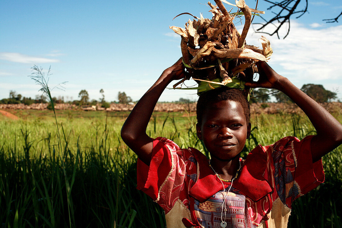 Gathering firewood,Uganda