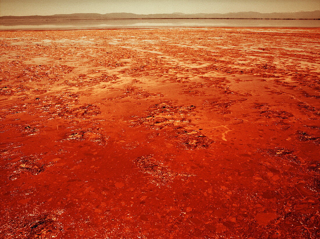 Mud on Mars