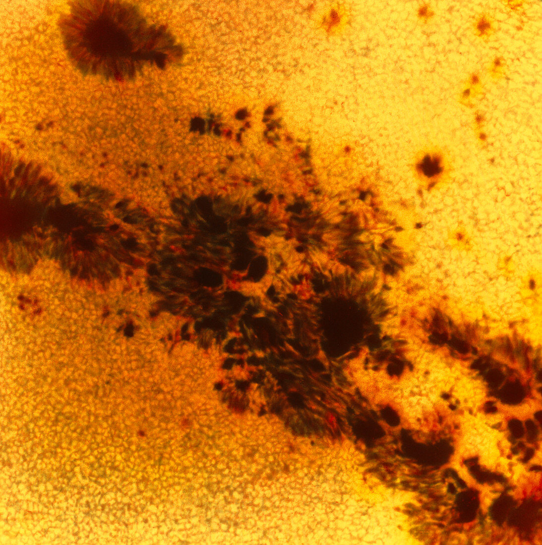 Coloured image of sunspot group & sun granulation