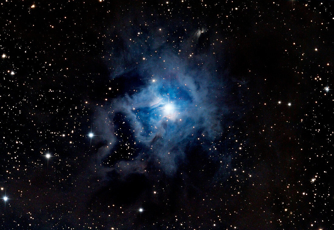Iris nebula (NGC 7023)