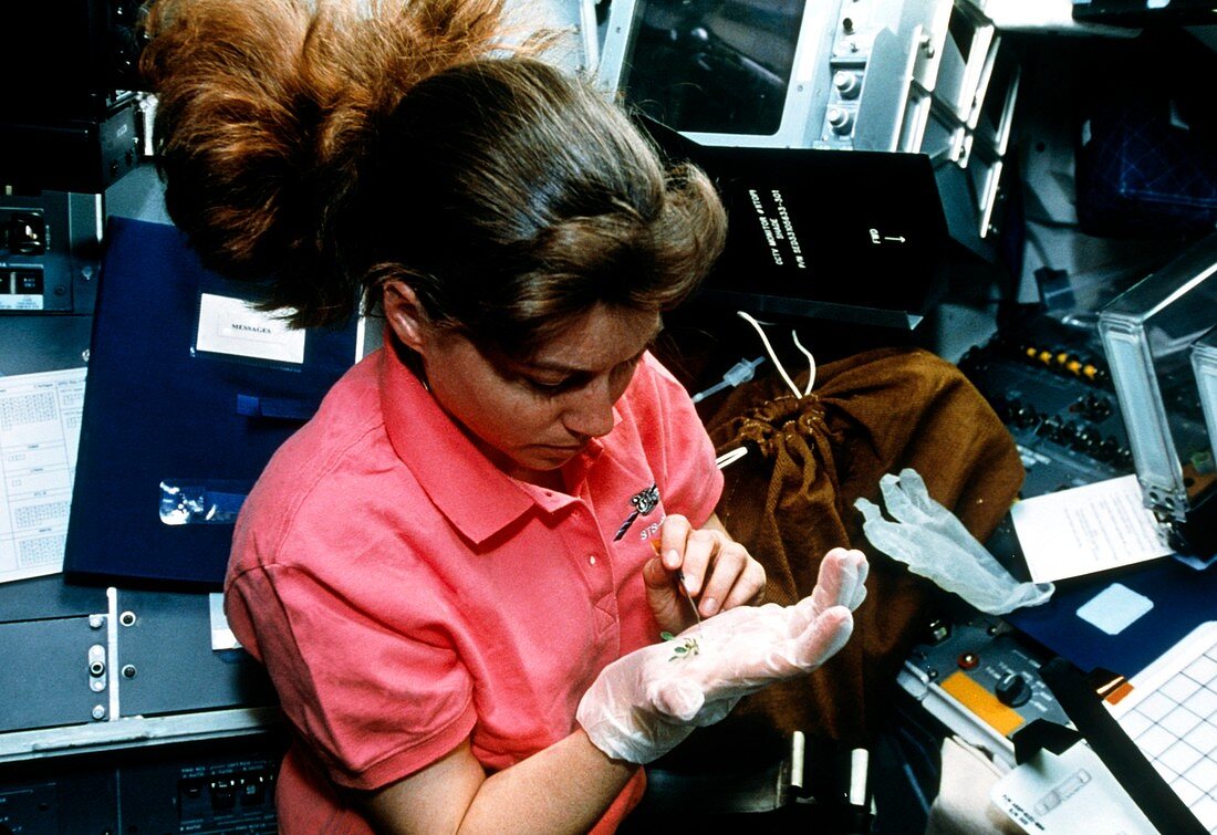 Astronaut Coleman studying plant growth on STS-093