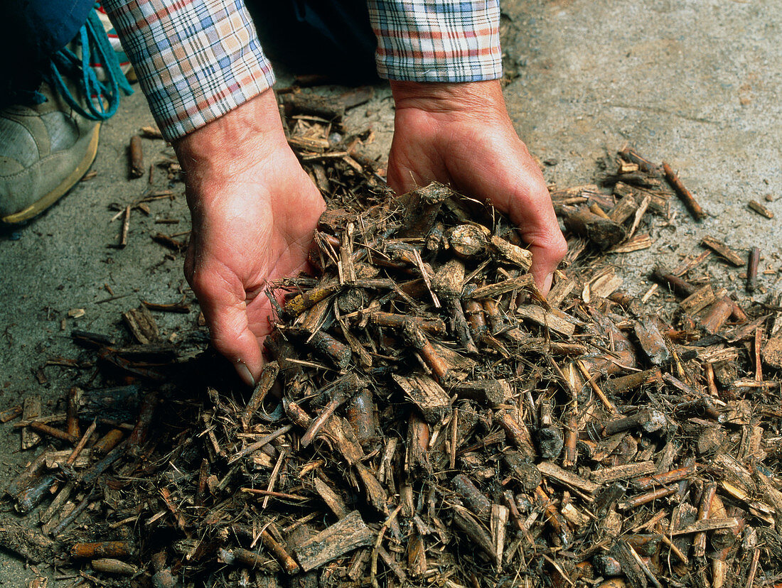 Coppiced poplar wood chips in farmer's hands