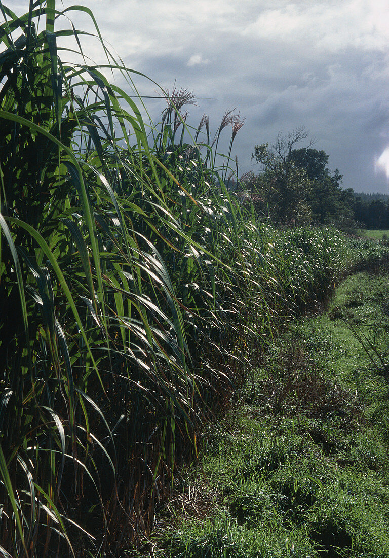 Miscanthus grass biofuel field